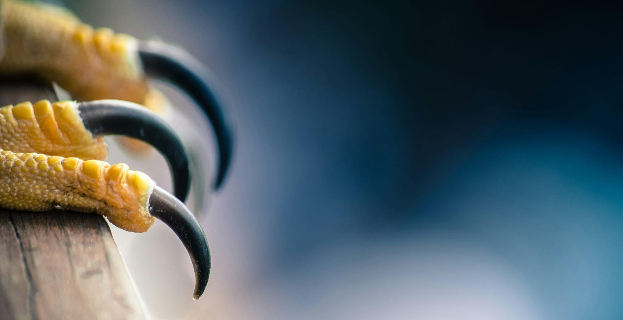 What Constitutes A Homeland?