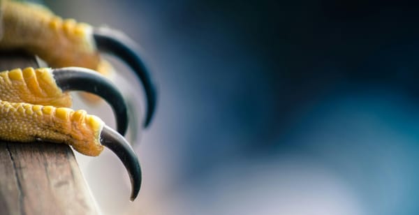 What Constitutes A Homeland?