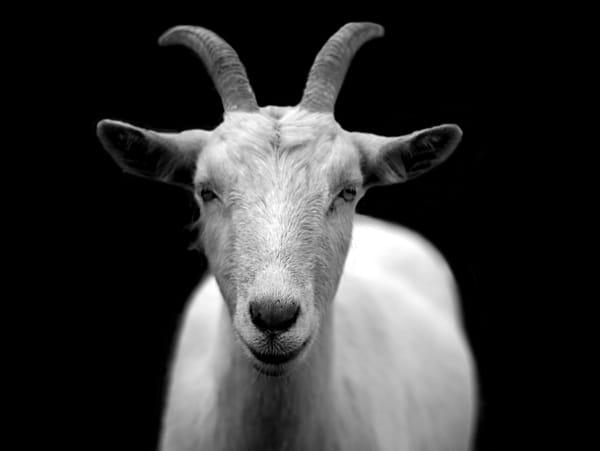 A black and white picture of a goat head-on. It has medium sized horns curving upward.